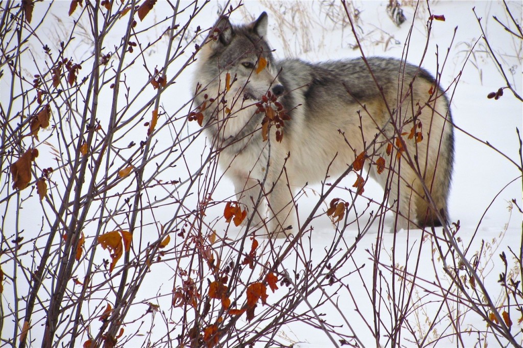 Neunzig Wölfe zu viel in Schweden. Foto Uwe Anders.