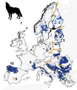 Das Autorenteam unterscheidet zehn Wolfspopulationen. Dunkelblau: ständiges Vorkommen, hellblau: sporadisches Vorkommen. Gelb sind die Trennlinien zwischen benachbarten Populationen. 
