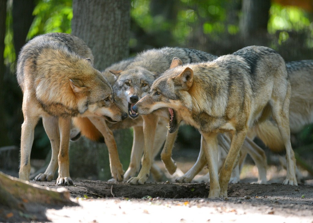 Das sind nicht die Munsterwölfe, sondern Wölfe im Wolfcenter Dörverden. Foto  Schönberger