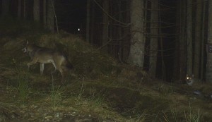 Weiter Weg zur Gemeinsamkeit: Das italienisch-zentraleuropäische Wolfspaar im Bayerischen Wald. Foto Nationalpark Bayerischer Wald.