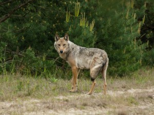 Heute ist der Wolf bei uns richtig, meint Eckhard Fuhr (Foto K. Nitsch)